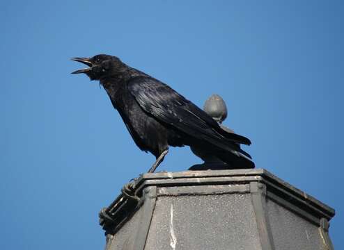 Слика од Corvus brachyrhynchos Brehm & CL 1822