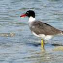 Image of Red Sea black-headed gull