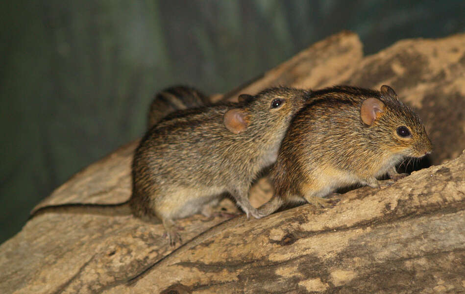 Image of Striped grass mouse