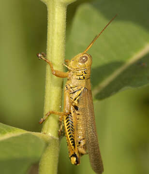 Image of Differential Grasshopper