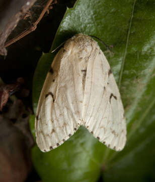 Image of gypsy moth