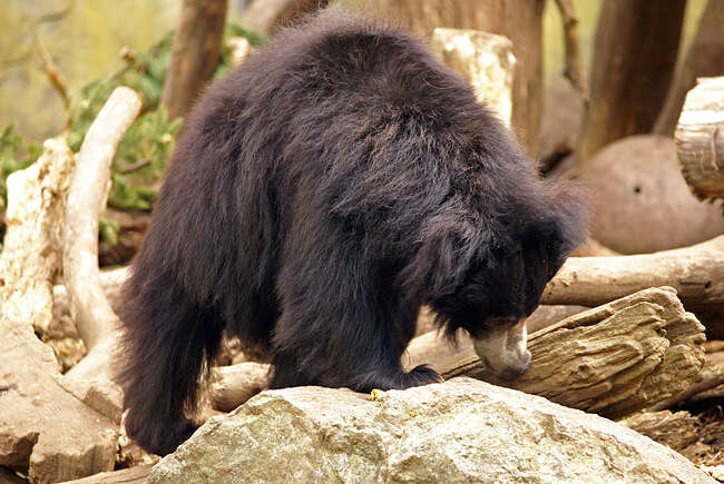 Image of Sloth Bear