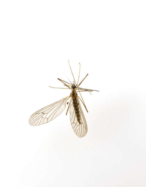 Image of winter crane flies