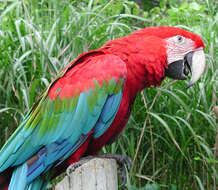 Image of Red-and-green Macaw