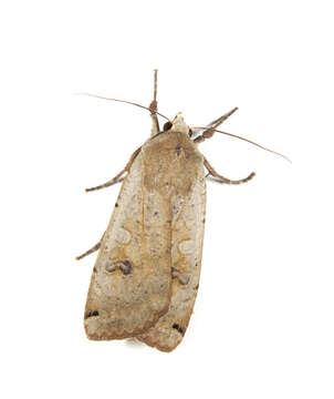 Image of Yellow Underwings