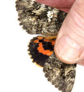 Image of Ilia Underwing