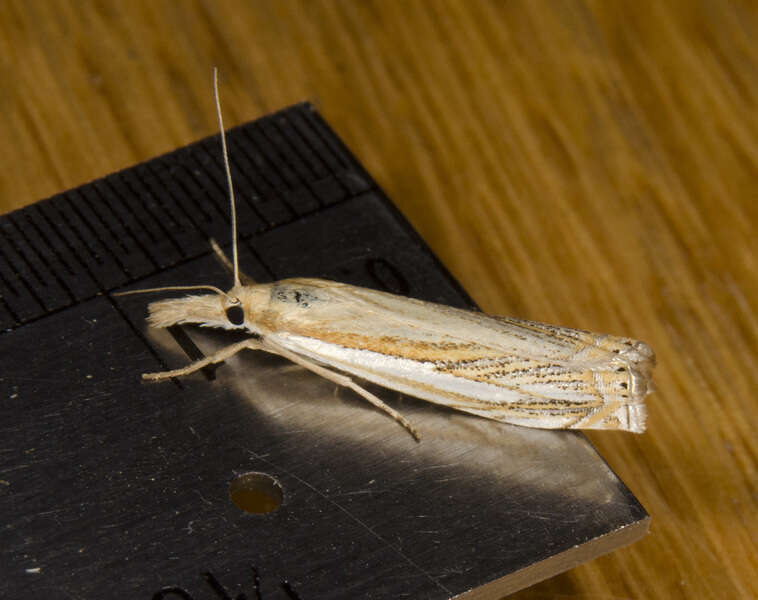 Image of Pasture Grass-veneer