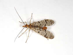 Image of scorpionflies