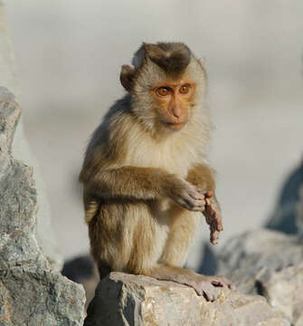 Image of Pig-Tail Macaque