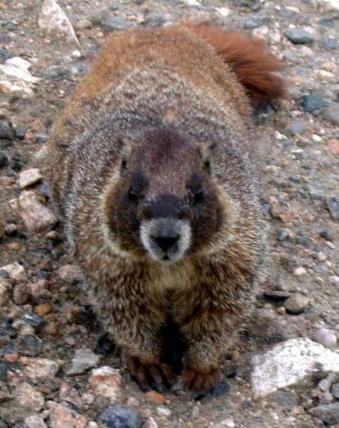 Image of Marmota subgen. Petromarmota Steppan et al. 1999