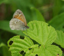 Plancia ëd Coenonympha