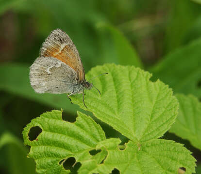 Image of Ringlets