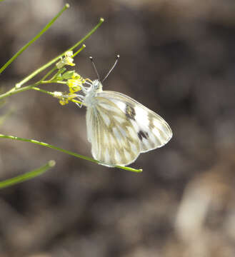 Image of Checkered Whites