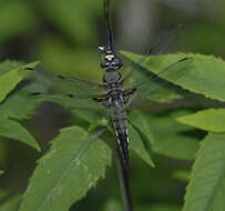 Image of Four-spotted Chaser