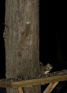 Image of Mexican Flying Squirrel