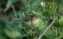 Image de Prinia simple