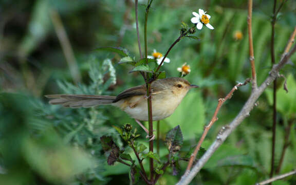 Plancia ëd Prinia inornata Sykes 1832