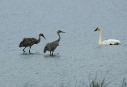 Image of Trumpeter Swan