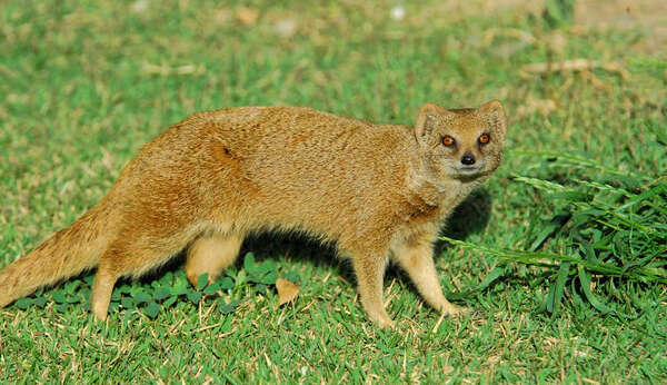 Image of Yellow Mongoose