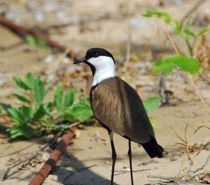 Vanellus spinosus (Linnaeus 1758)的圖片