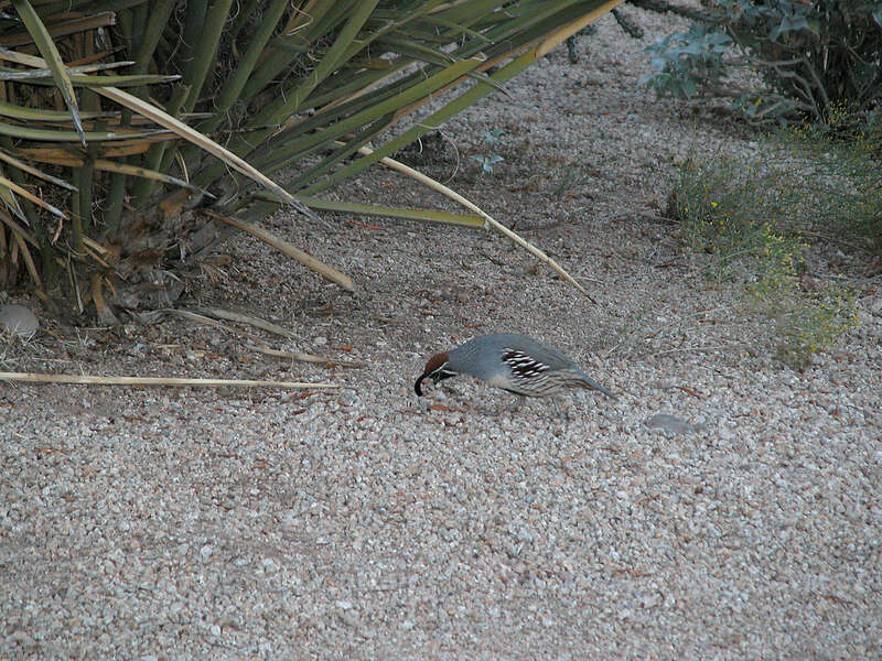 Image of Gambel's Quail