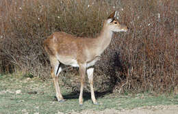 Image of sika deer