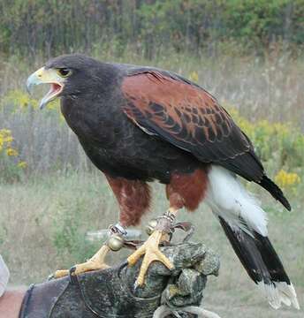 Image of Parabuteo Ridgway 1874