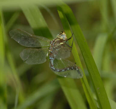 Image of Lake darner