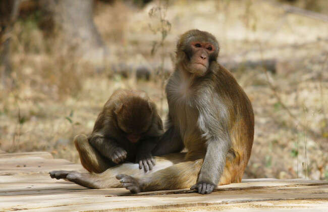 Image of Rhesus Monkey