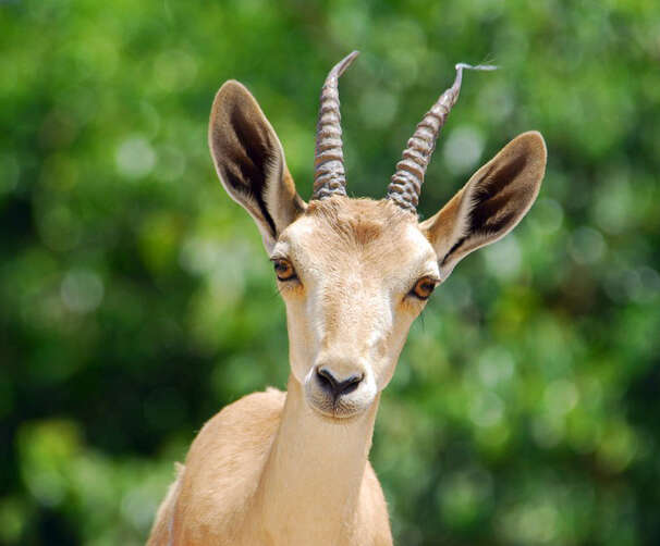 Image of Nubian Ibex