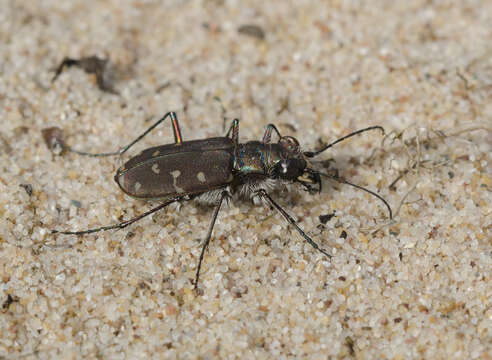 Слика од Cicindela (Cicindela) hirticollis Say 1817