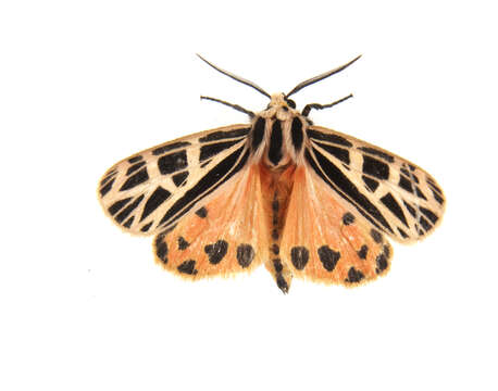 Image of Grammia Rambur 1866