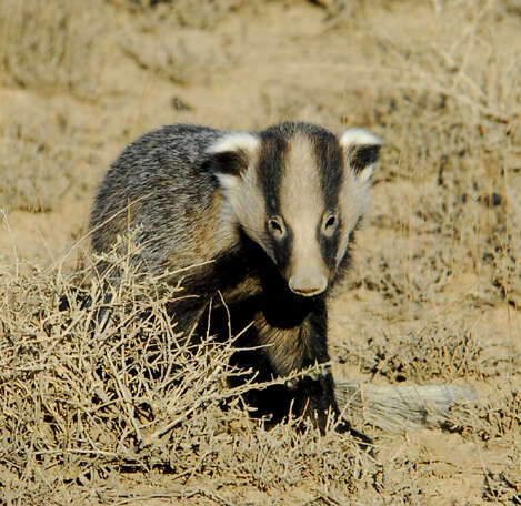 Image of Asian Badger