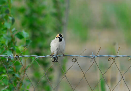 Image of Saxaul Sparrow