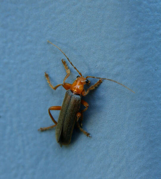 Image of soldier beetles