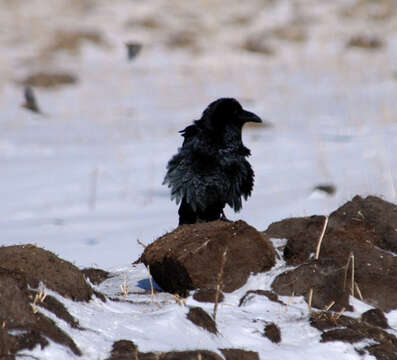 Image of Carrion Crow