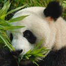 Слика од Џиновска панда