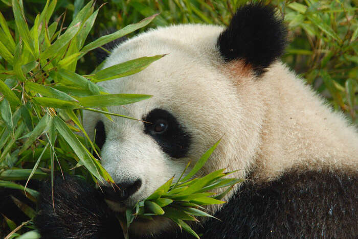 Giant panda - Simple English Wikipedia, the free encyclopedia
