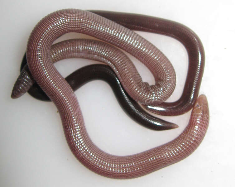 Image of worm lizard
