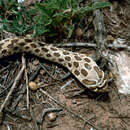 Image of Western Hognose Snake
