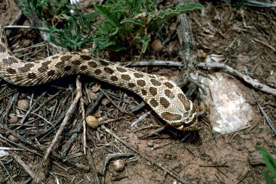 Image de Heterodon nasicus Baird & Girard 1852