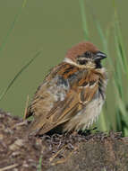 Image of Eurasian Tree Sparrow