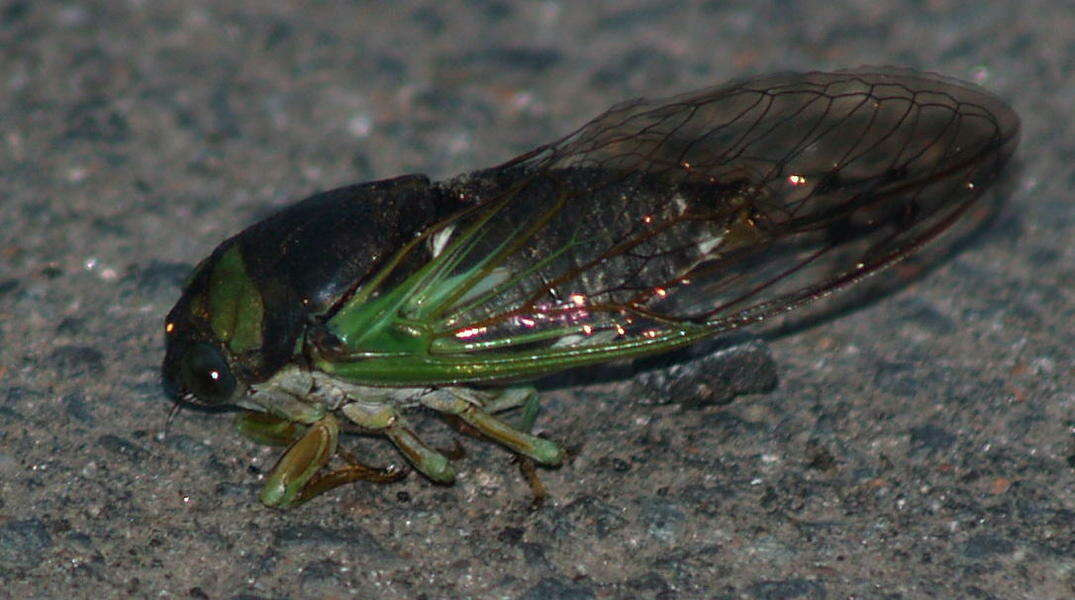 Image of Annual or Dogday Cicadas