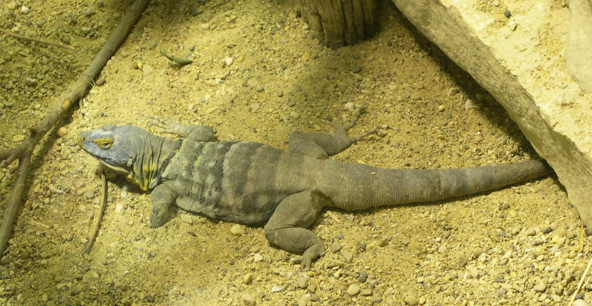 Image of California rock lizard