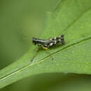 Image of Melanoplus eurycercus Hebard 1920