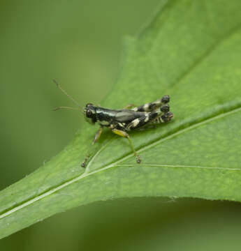 Melanoplus eurycercus Hebard 1920的圖片