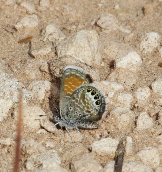 Image of Pygmy Blues