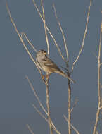 Image of White-crowned Sparrow