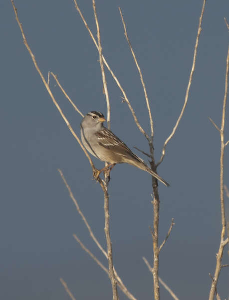 Image of White-crowned Sparrow