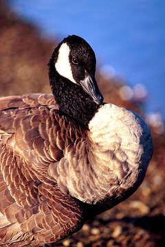 Image of Canada Goose